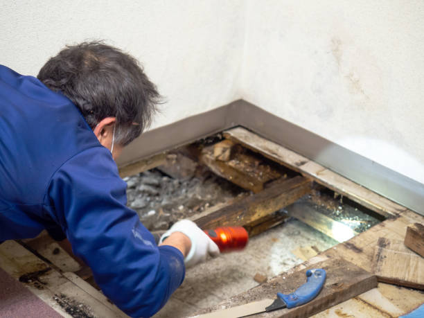 Best Crawl Space Mold Remediation in Longbranch, WA