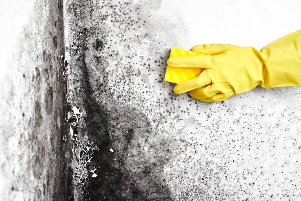 Best Localized Mold Remediation (e.g., coastal areas, humid climates) in Longbranch, WA