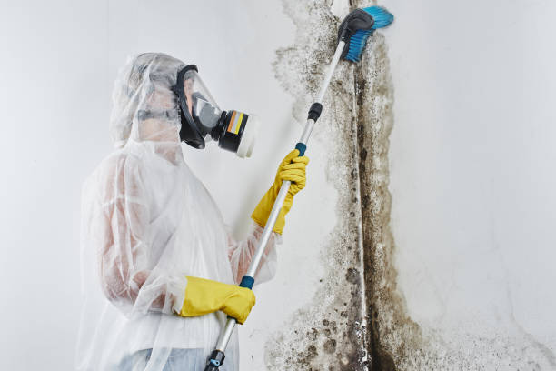 Best Emergency Mold Remediation in Longbranch, WA