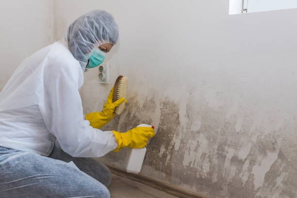 Best Mold Remediation for Schools in Longbranch, WA