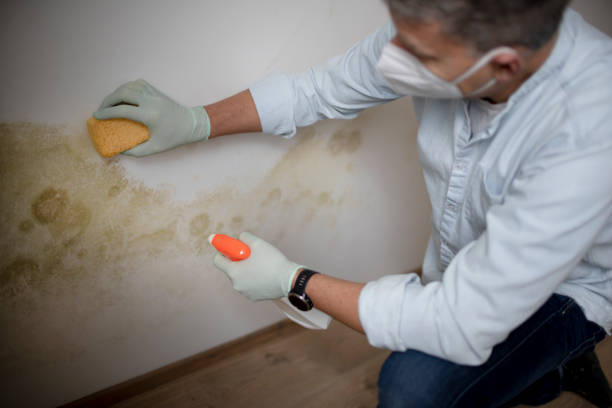 Best Commercial Mold Remediation in Longbranch, WA