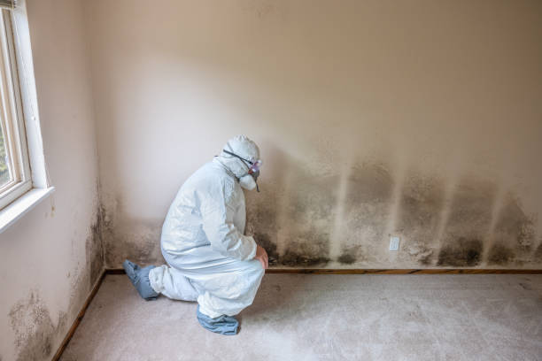 Best Black Mold Remediation in Longbranch, WA