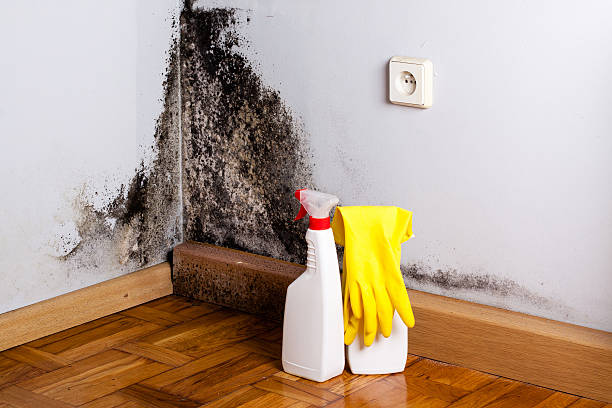 Best Mold Remediation for Specific Building Types in Longbranch, WA