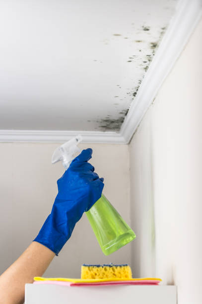 Best Health and Safety Mold Remediation in Longbranch, WA