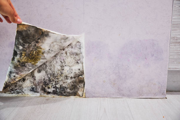 Best Post-Flood Mold Remediation in Longbranch, WA